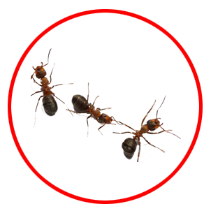 Ant Control dubai