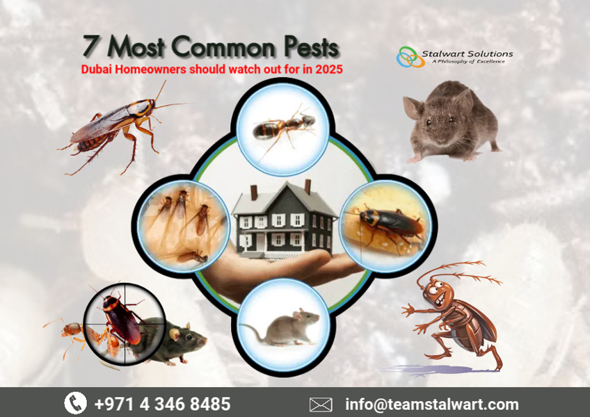 7 Most Common Pests Dubai Homeowners should watch out for in 2025