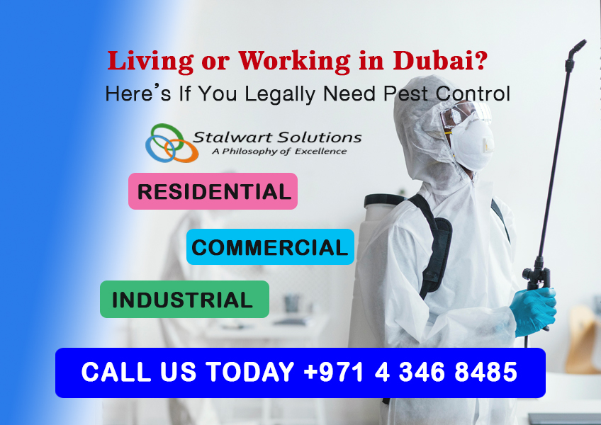Dubai pest control technician ensuring legal compliance in restaurant kitchen