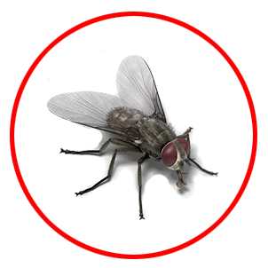House Fly Control dubai
