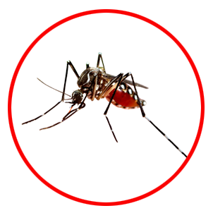 Mosquito Control dubai