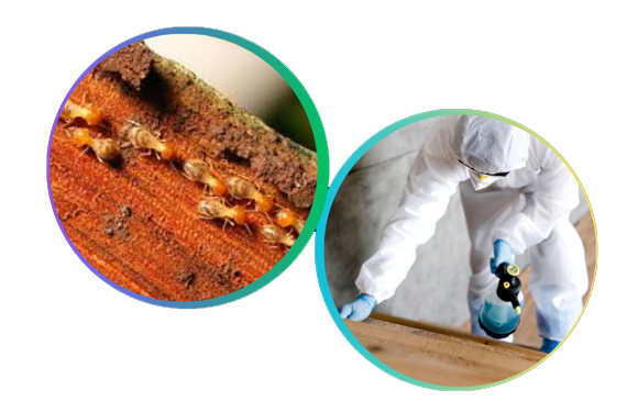 Termite Control Services in Dubai