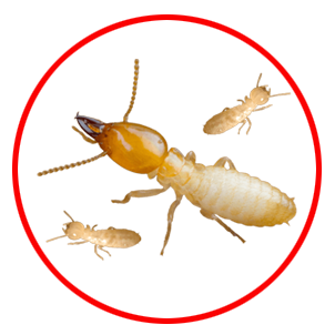 Termite Control dubai